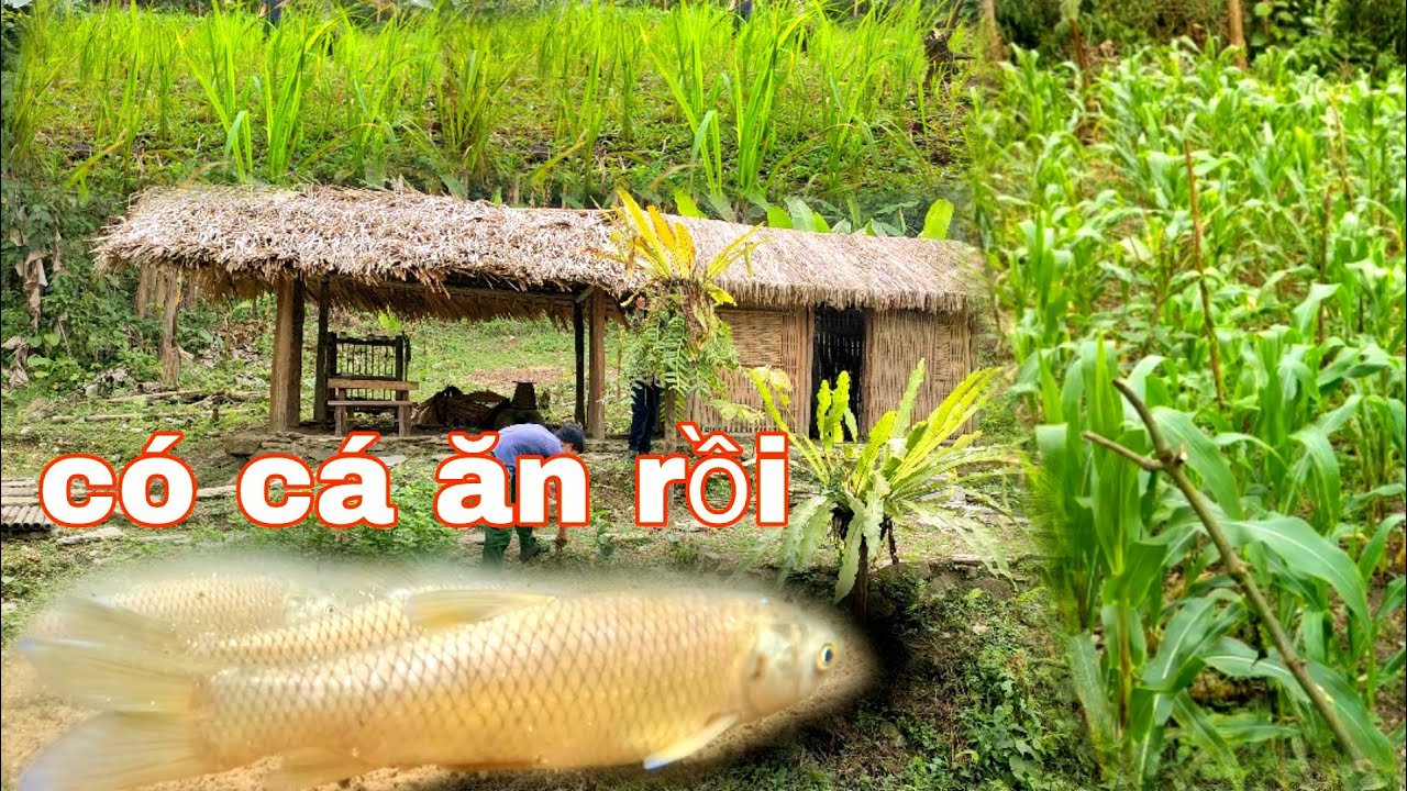  Lên Thăm Nhà Vườn Ao Cá | Trú Ẩn Nơi Hoang Dã 